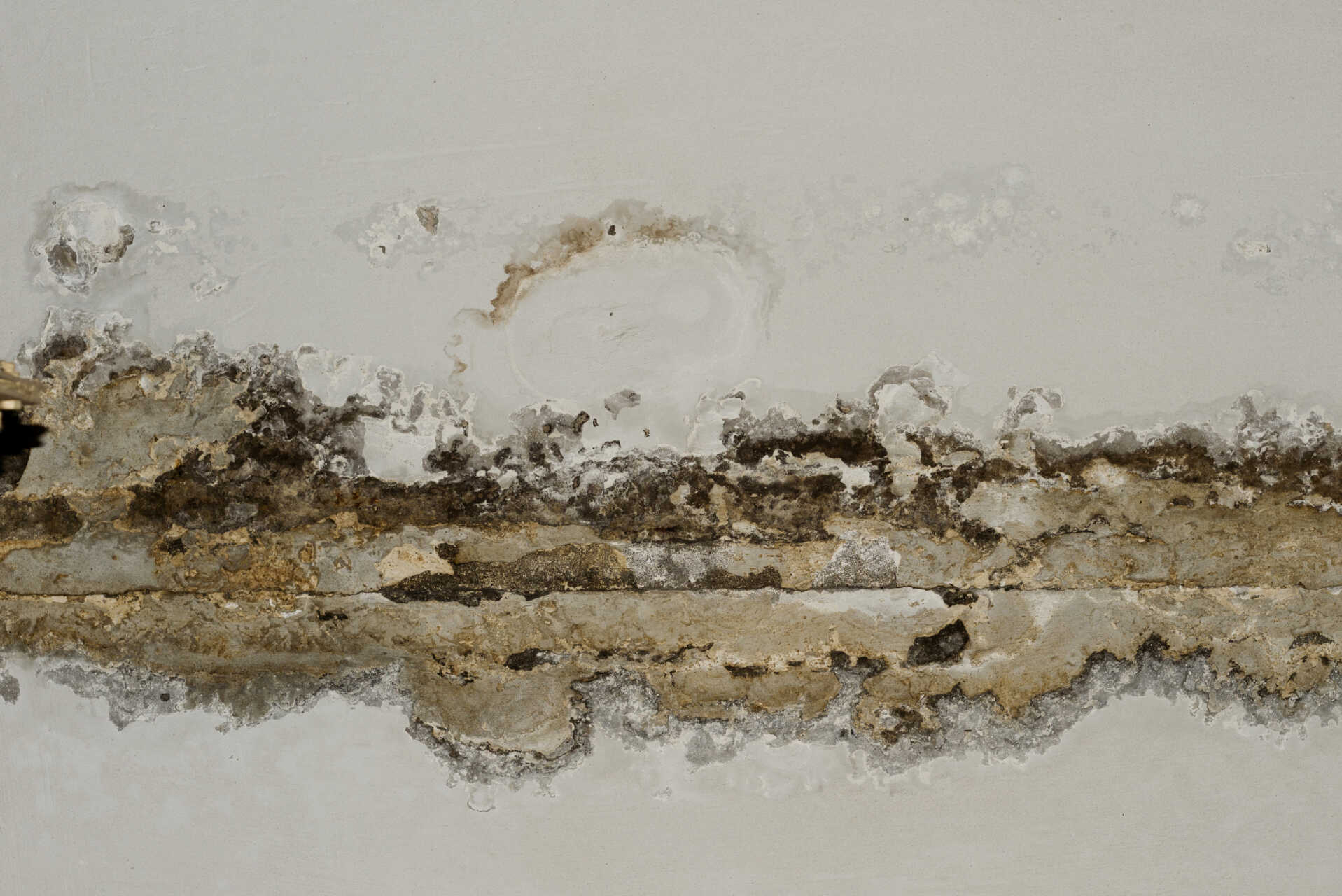 Does Mold Remediation Include: Replacing Drywall & Flooring