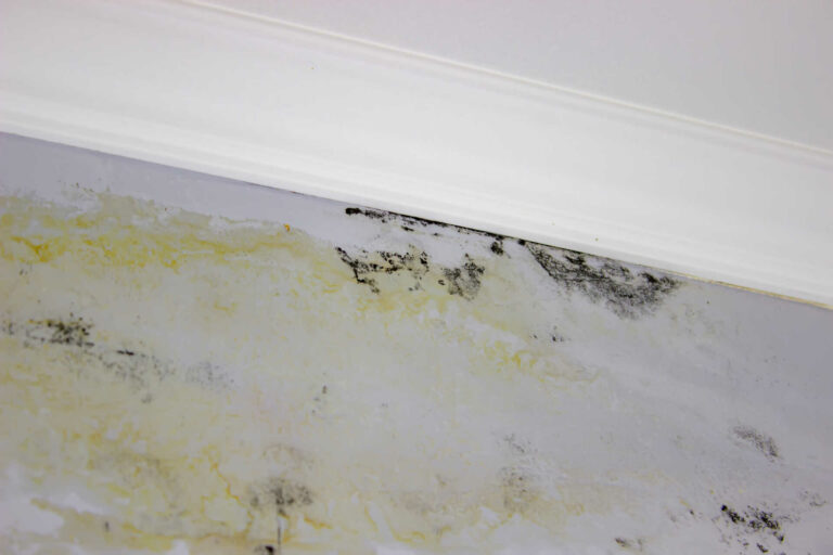 Black mold on the ceiling.