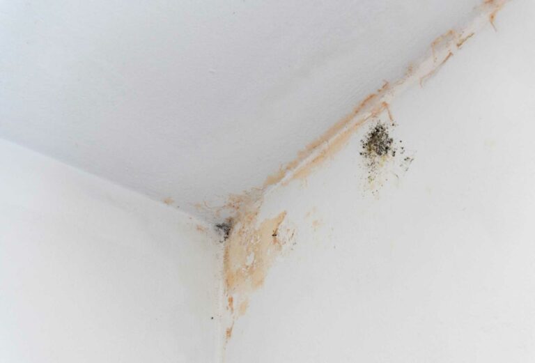 Mold growing on the ceiling corner.