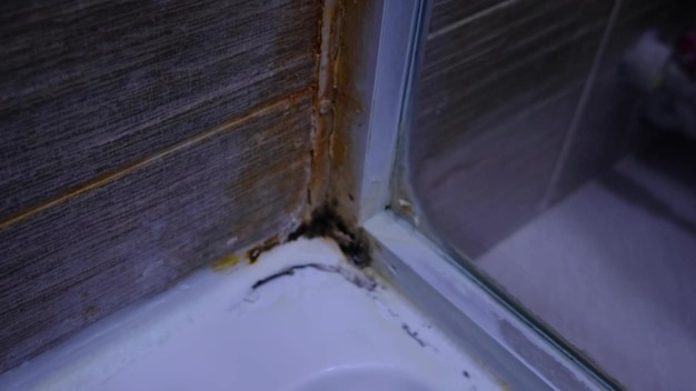 home remedy for black mold