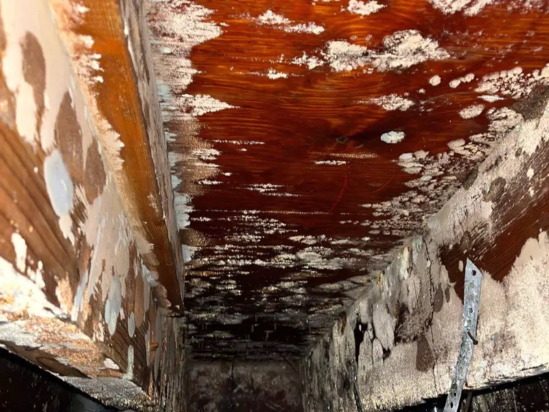 Mold Remediation 2 mold remediation companies near me