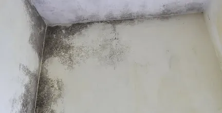 Home | Advanced 24/7 Restoration 10 mold remediation company