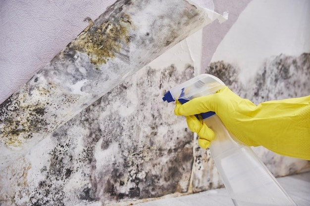 black mold removal