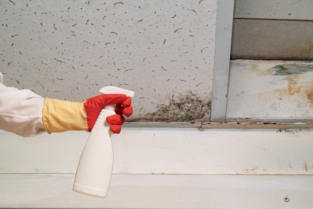 mold removal in Parker, CO